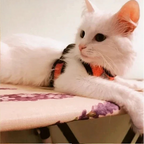 🐾 Szelki Bezuciskowe ze Smyczą dla Kota